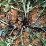 яерная ножка