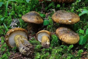 рецепт приготування чорних груздів