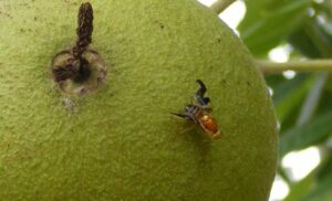 челночница ореховая