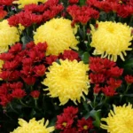 хризантемы