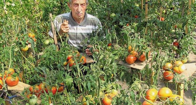 Волынский фермер выращивает помидоры, которые хранятся до весны