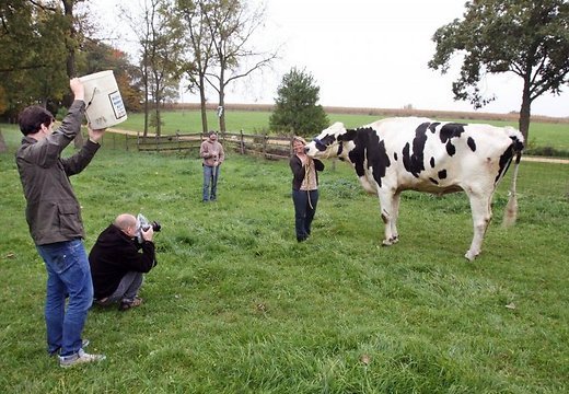 Самая крупная в мире корова живет на американской ферме