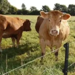 Електропастух — це система електричної огорожі