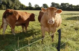 Електропастух — це система електричної огорожі