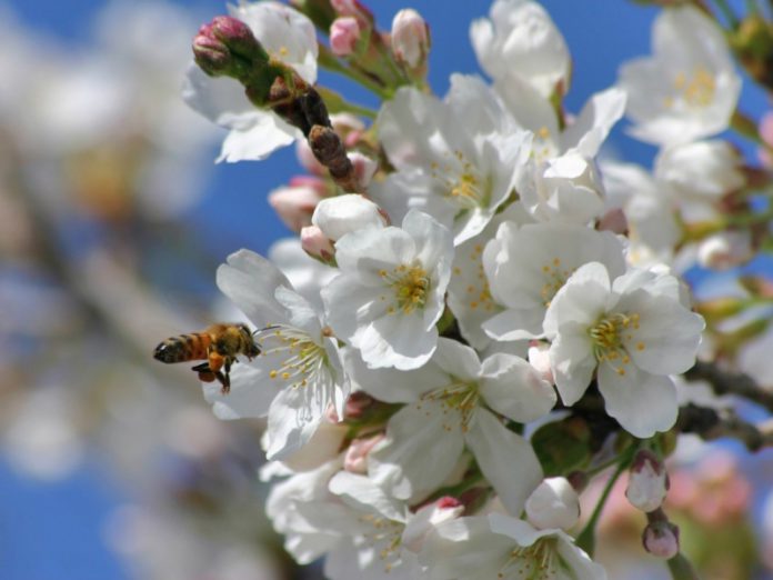 Действенный метод защиты плодовых деревьев от заморозков во время цветения