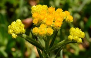 цмин песчаный