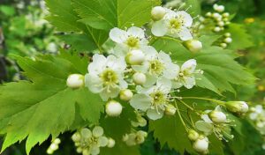 Цвет майский