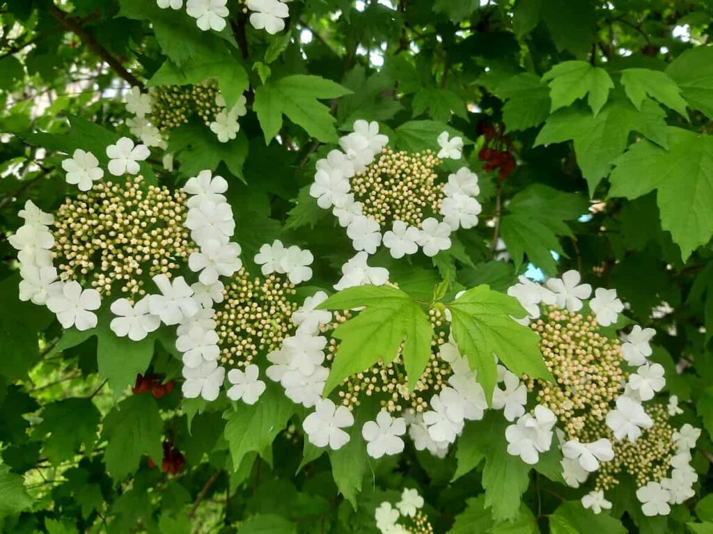 Калина