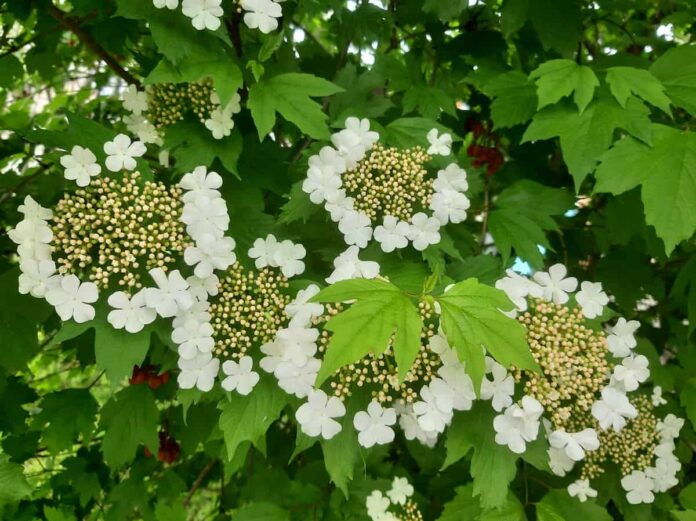 Калина