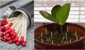 Цветы и спички