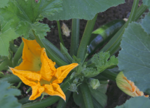 цвітіння гарбуза