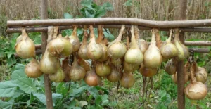 Сбор урожая лука в августе