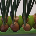 лук в лотках из-под яиц