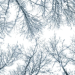 дерева в снігу