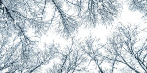 деревья в снегу