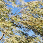 сильный ветер