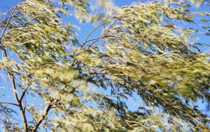 сильный ветер