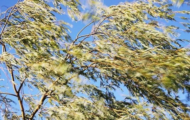 сильный ветер