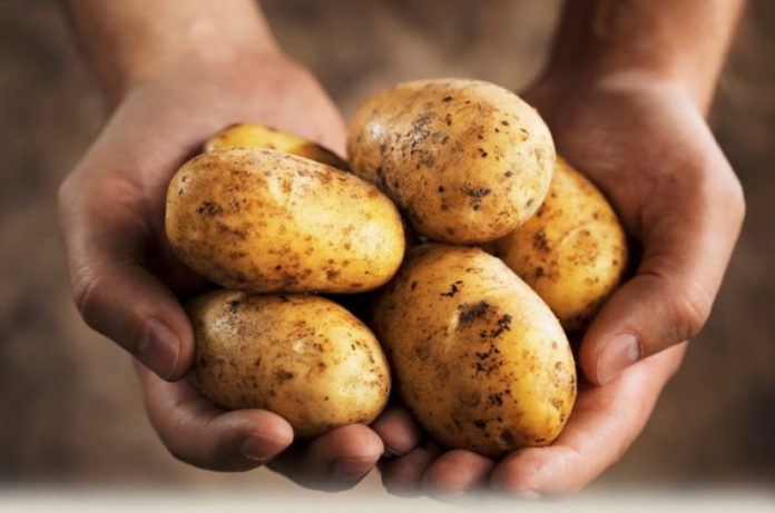 Почему вырождается картофель?