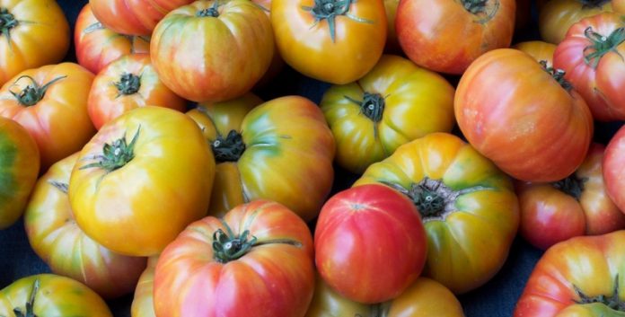Как дозарить томаты?