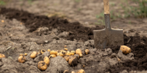 дрібна картопля