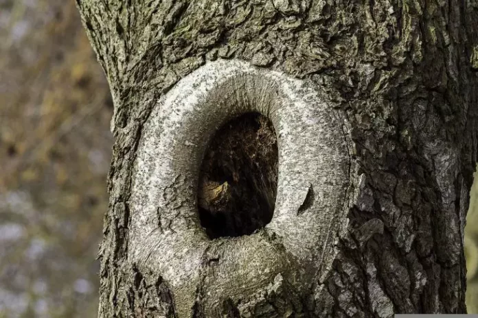 дупло в дереве