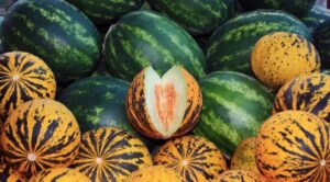 дыни и арбузы