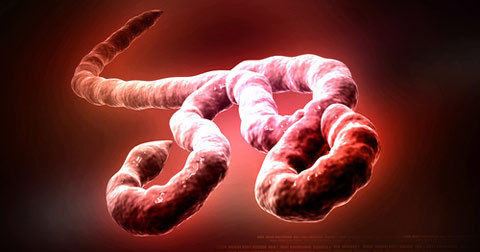 Количество жертв вируса Эбола превысило 1,5 тысяч человек