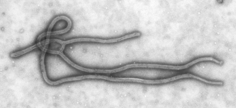 Ученые разработали новую экспериментальную вакцину против Эболы