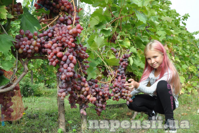 Днепропетровский виноградарь рассказал о самых вкусных и необычных сортах
