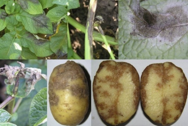 Фермеры Ивано-Франковской области могут остаться без урожая картофеля из-за опасного заболевания