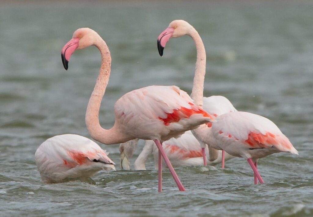 https://culturemeter.od.ua/prirodnaja-anomalija-rozovye-flamingo-v-odesskoj-oblasti-125329-1/
