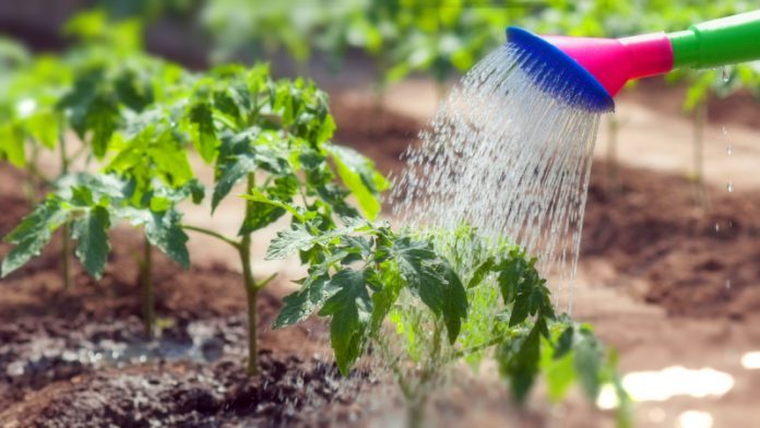 Как спасти растения от засухи и жары