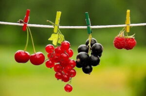 ягоды