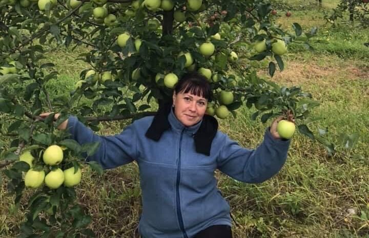 Садівники з Тернопільської області зібрали щедрий врожай яблук