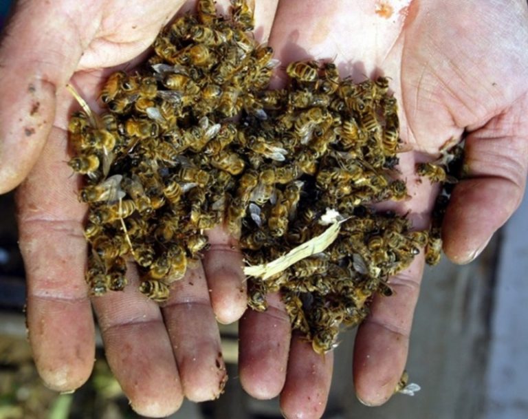 В Одесской области массово гибнут пчелы