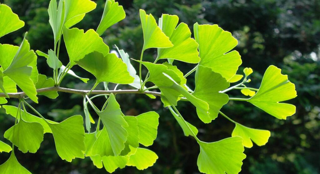 ginkgo