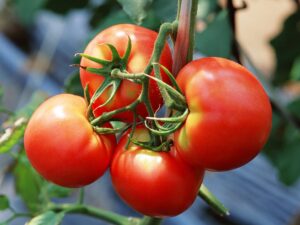 томат врожай