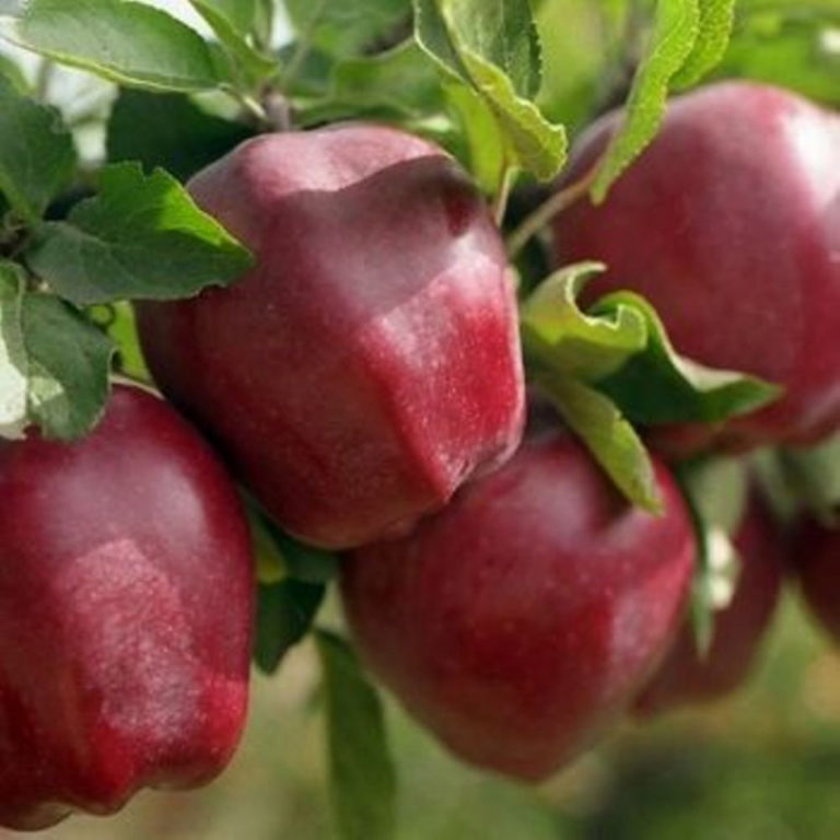 Польские эксперты назвали сорт яблок, который меньше всего пользуется спросом