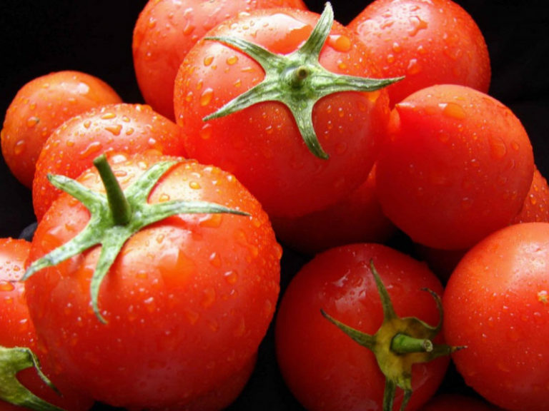 Британские ученые считают, что модифицированные помидоры помогут бороться с болезнью Паркинсона