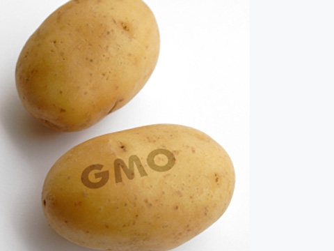 Картофель с ГМО будут выращивать в Швейцарии