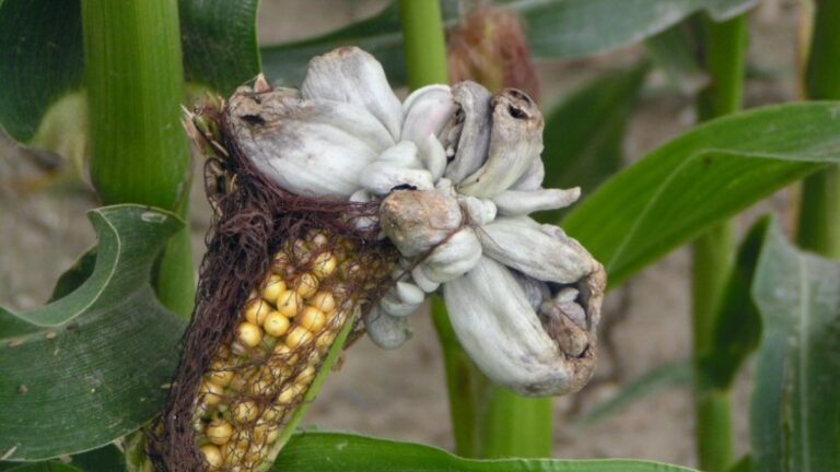 Специалисты рассказали об опасном заболевании кукурузы