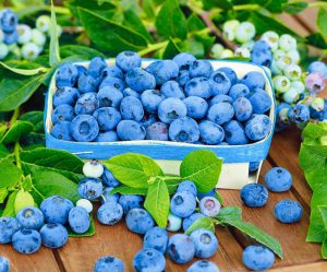 Как вырастить голубику