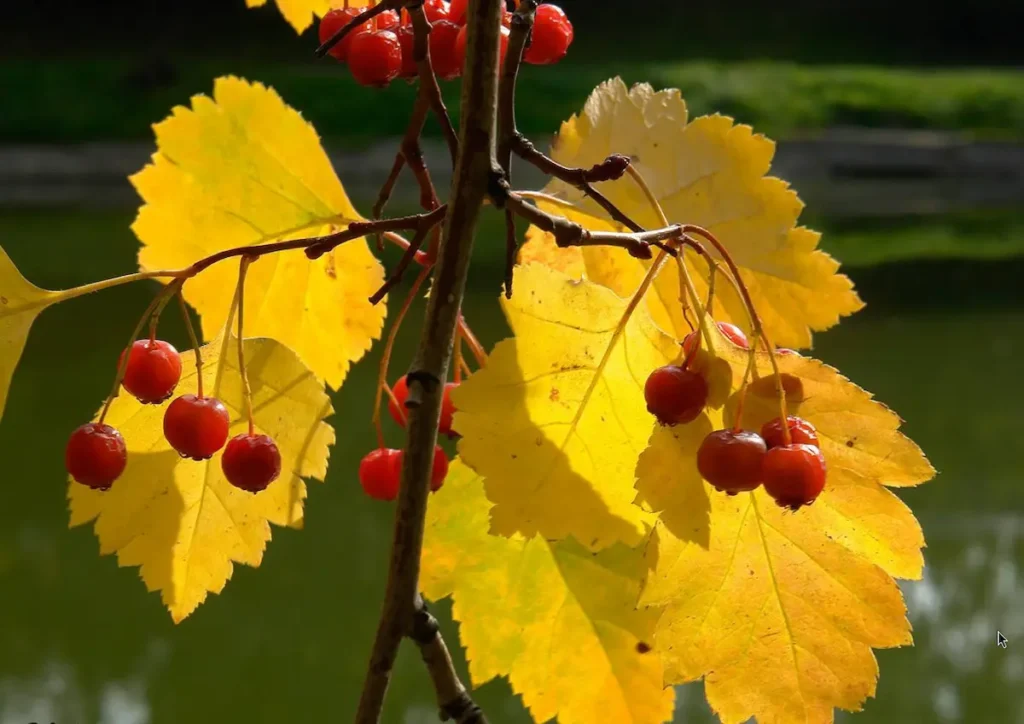 желтые листья