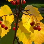 желтые листья