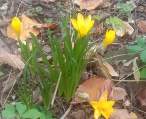 осенние крокусы