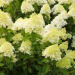 гортензія