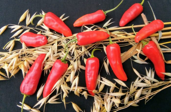 Киевлянка выращивает самый острый перец в мире