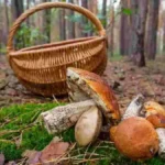 сбор грибов: брать ли червивые
