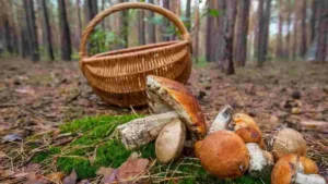 збір грибів: червиві брати чи ні